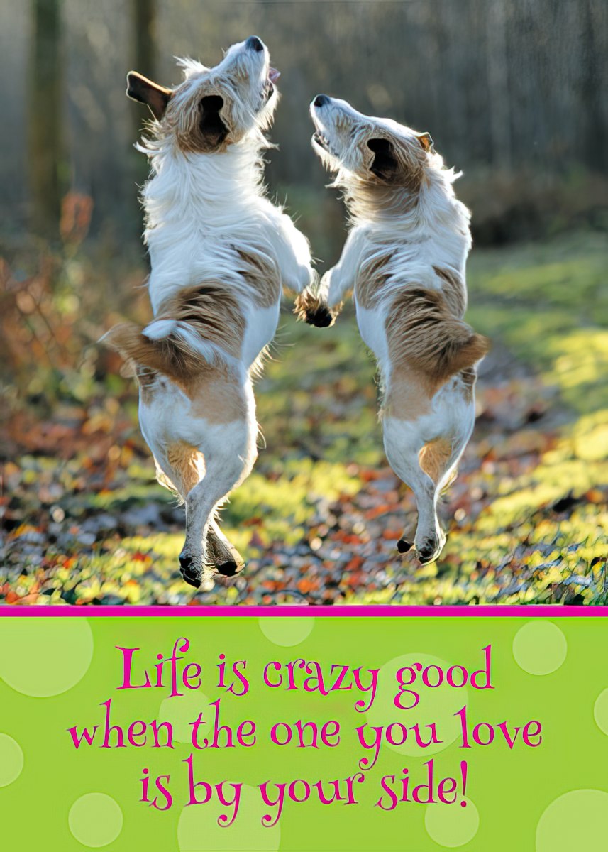 Two joyful white and tan dogs leaping happily outdoors, embodying 'Life is crazy good when the one you love is by your side!' magnet.