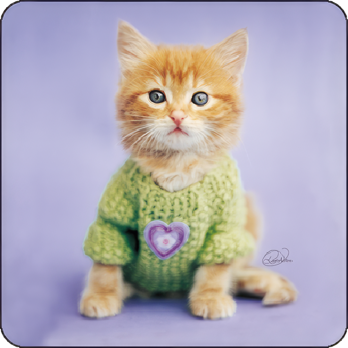 Kitten in Green Sweater