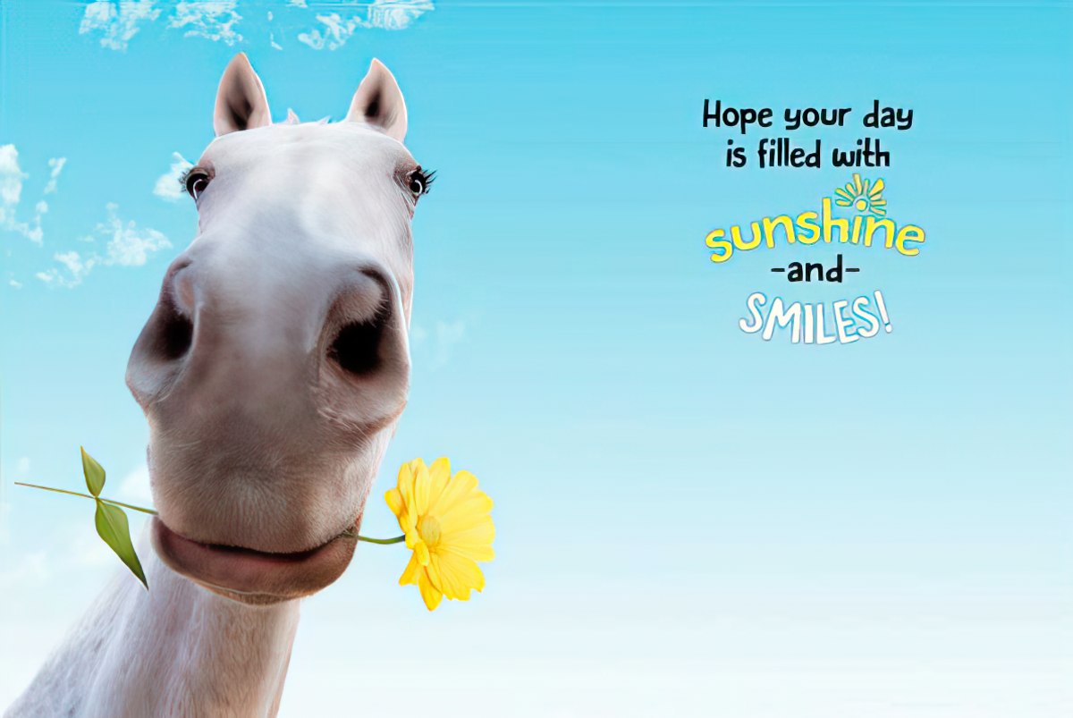 Cheerful greeting card featuring a white horse with a yellow flower and the message 'Hope your day is filled with sunshine and smiles!'.