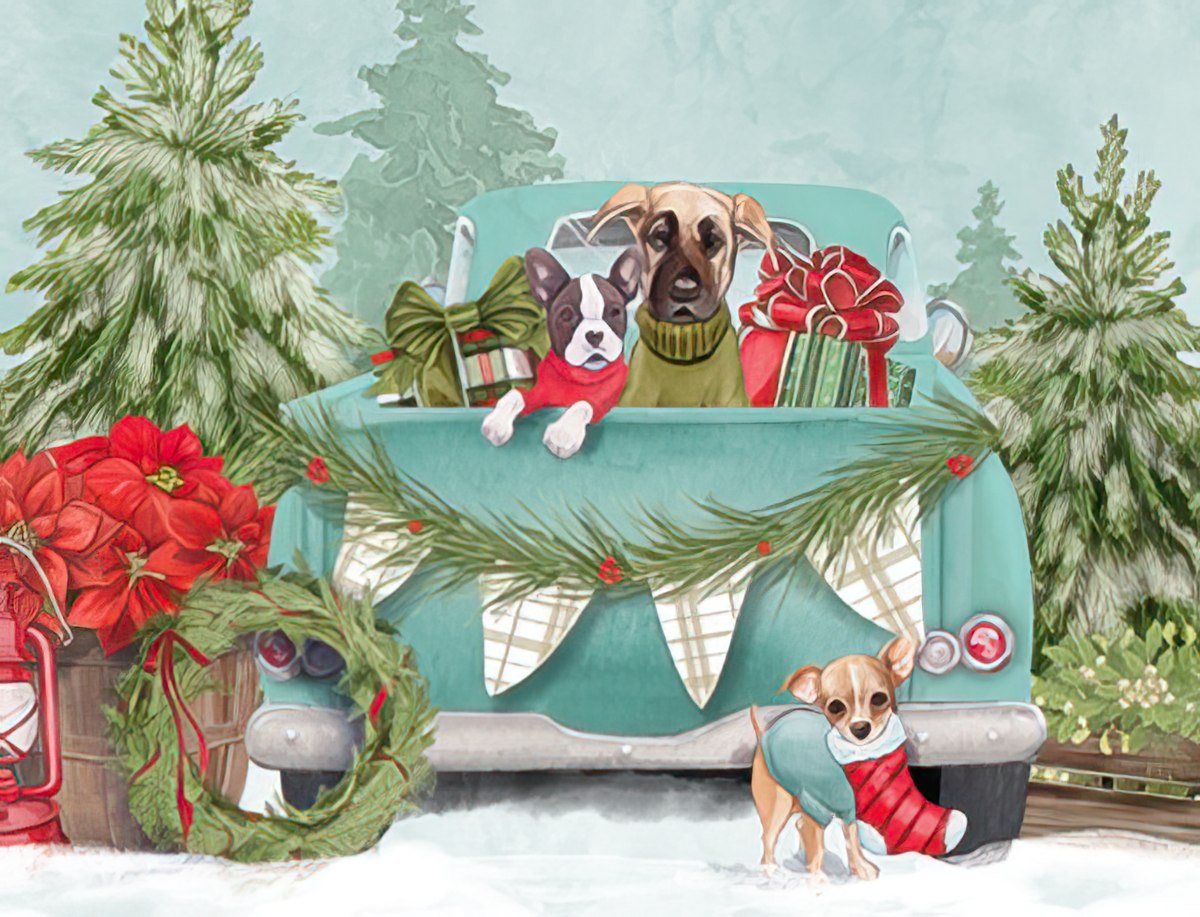Dogs in bed of old blue truck with wrapped gifts