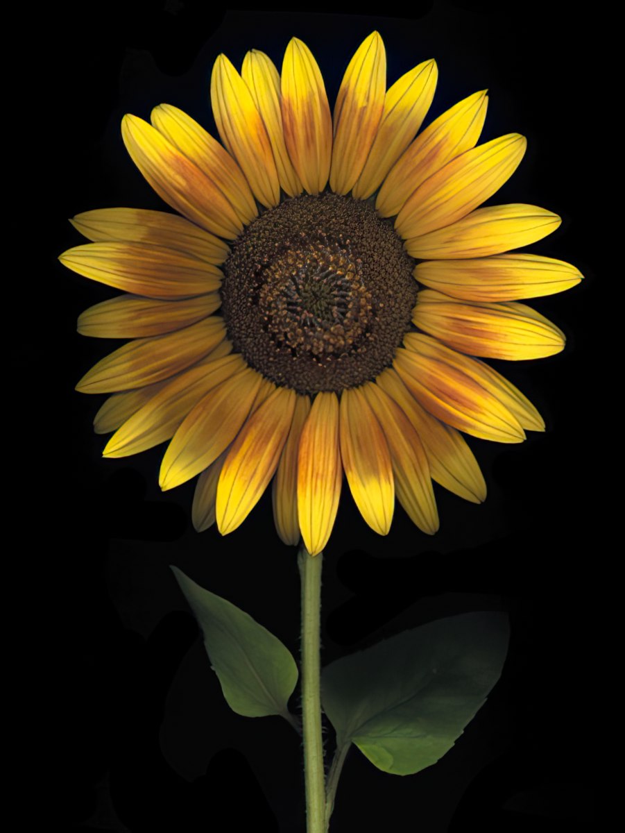 Vibrant single sunflower with bright yellow and orange petals on a dark black background, showcasing its natural beauty.