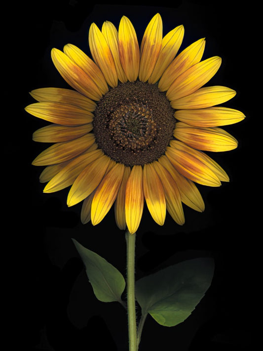A vibrant close-up of a single sunflower with yellow and orange petals against a deep black background, showcasing its intricate details.