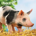 2027 Piglets 16-Month Wall Calendar cover featuring a fluffy black and pink spotted piglet standing in golden hay, looking towards the viewer, with a soft blue sky and green foliage background.