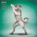 Large grey Irish Wolfhound named Dram in Warrior I yoga pose, Virabhadrasana, on a green background. Perfect for a yoga dog calendar.