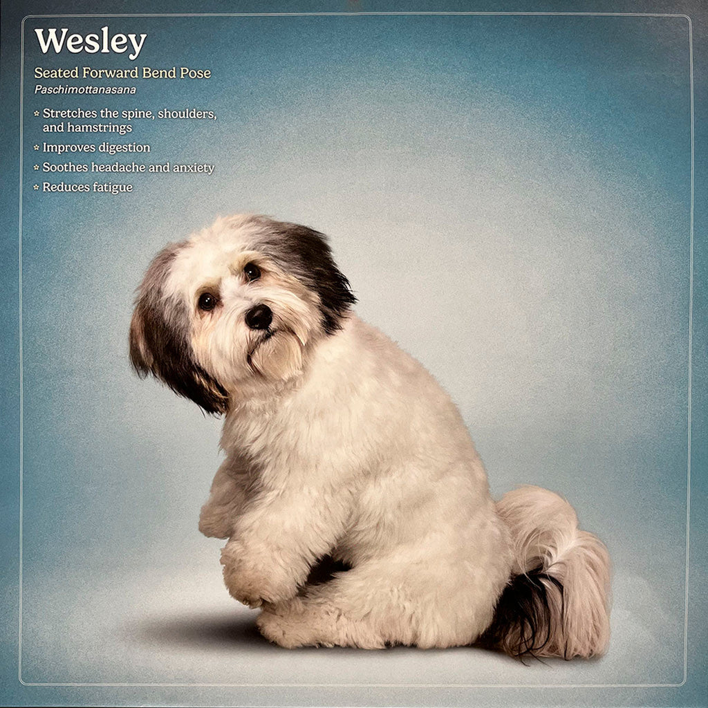 Cute white and brown Havanese dog named Wesley in Seated Forward Bend yoga pose, Paschimottanasana, on a blue background. Ideal for dog lovers and yoga enthusiasts.