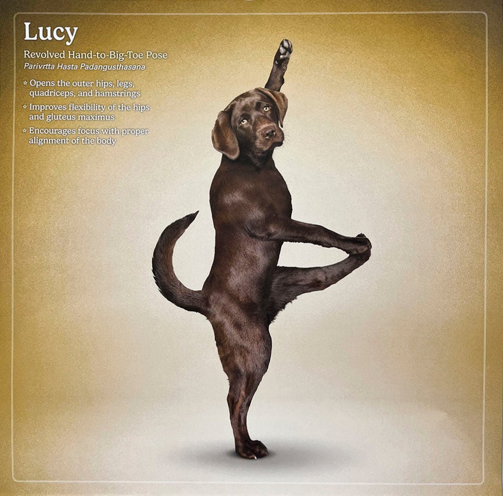 Elegant chocolate Labrador named Lucy in Revolved Hand-to-Big-Toe yoga pose, Parivṛtta Hasta Pādāṅguṣṭhāsana, on a gold background. Showcases flexibility in a dog calendar.