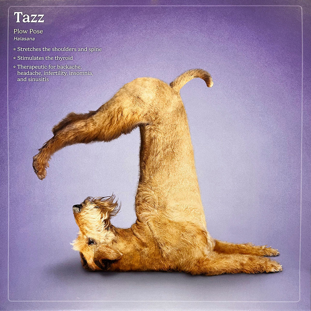 Fluffy tan terrier-type dog named Tazz performing Plow yoga pose, Halasana, on a purple background. A unique dog yoga pose illustration.