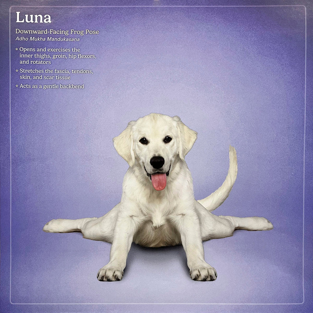 Adorable white Golden Retriever puppy named Luna in Downward-Facing Frog yoga pose, Adho Mukha Maṇḍukāsana, on a light purple background, looking directly at the camera. Engages dog and yoga fans.