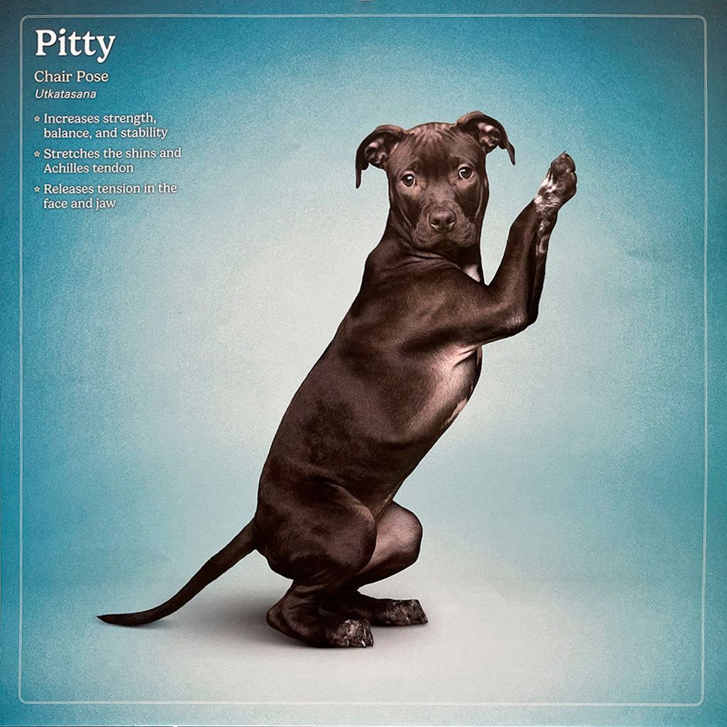 Dark brown Pitbull puppy named Pitty in Chair yoga pose, Utkatasana, on a blue background. Highlights strength and balance in a pet calendar.