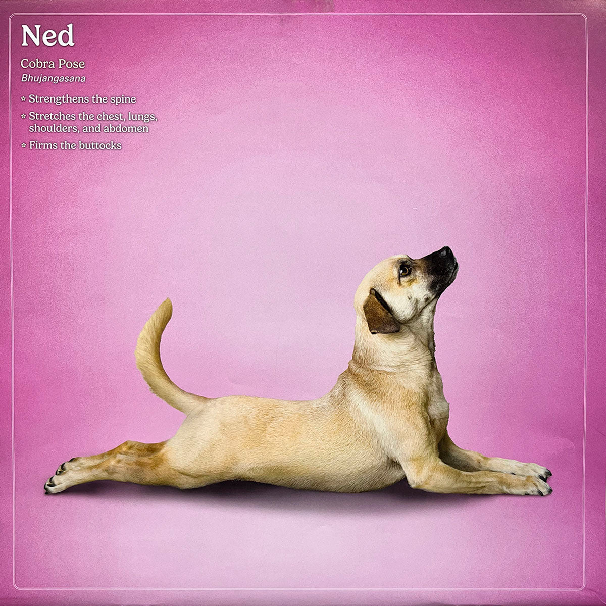 Tan and white hound mix dog named Ned in Cobra yoga pose, Bhujangasana, on a pink background. A classic yoga pose performed by a dog.