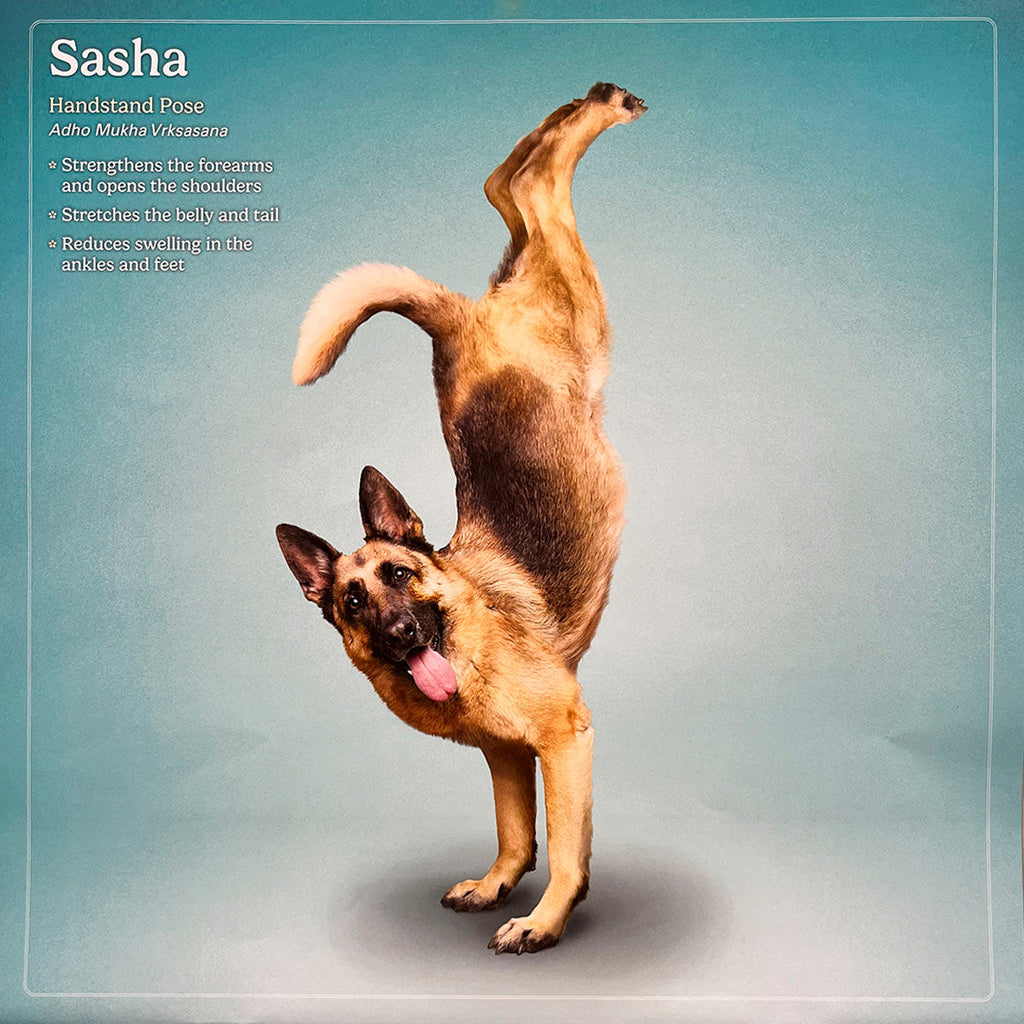 Energetic German Shepherd dog named Sasha in Handstand yoga pose, Adho Mukha Vṛkṣāsana, on a blue background. An impressive and funny dog yoga display.