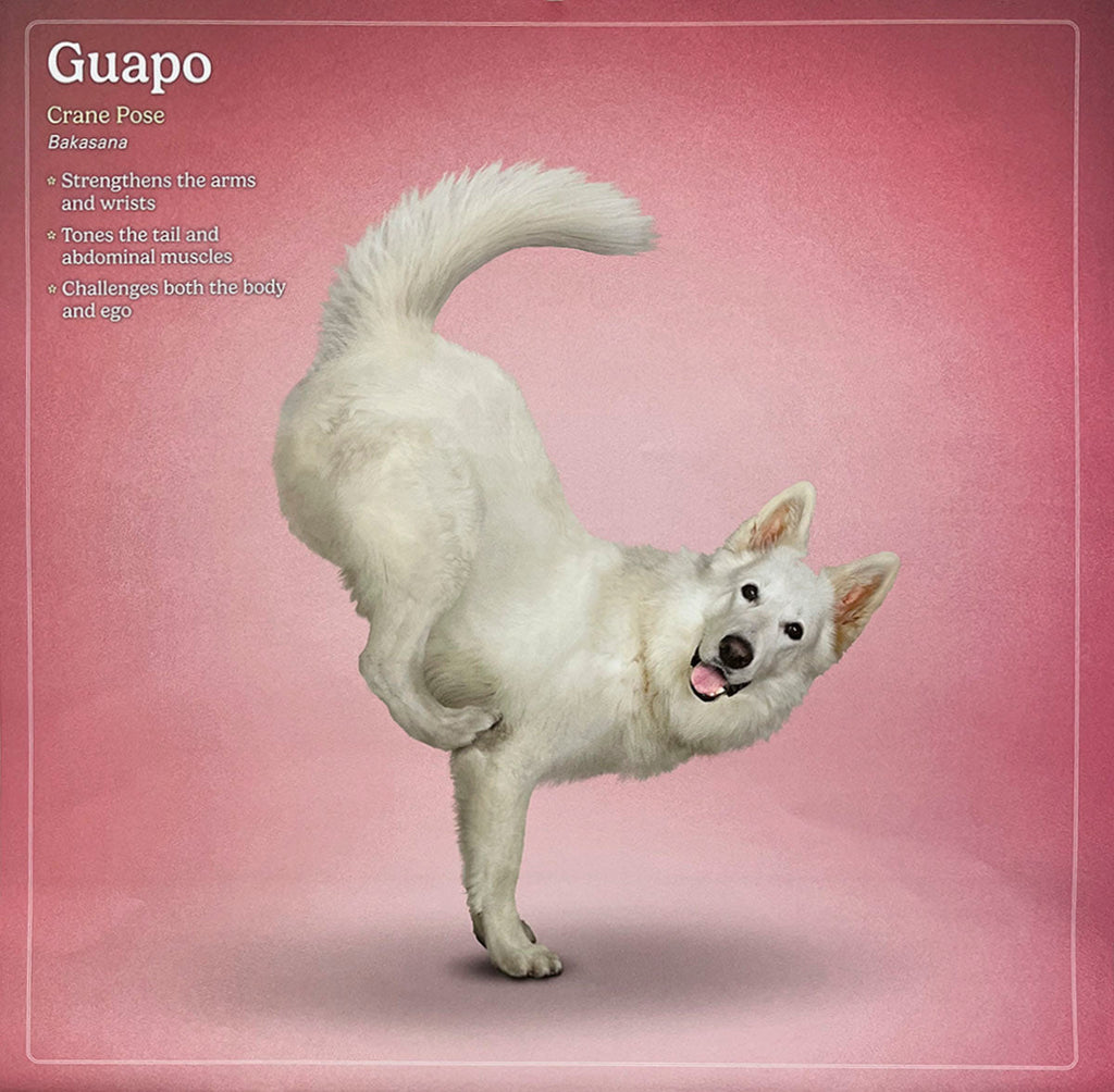 White fluffy dog named Guapo in Crane yoga pose, Bakasana, on a pink background, balancing on front paws. Showcases advanced dog yoga.
