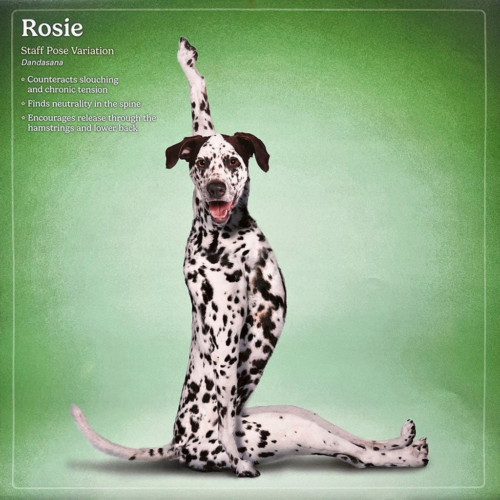 Smiling Dalmatian dog named Rosie in a Staff Pose Variation, Dandasana, on a green background. A cheerful dog yoga pose.