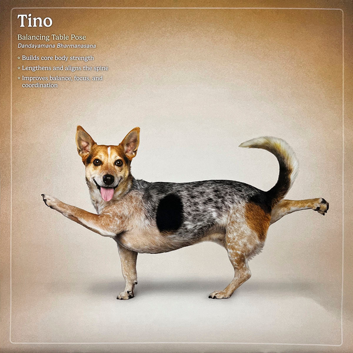 Blue Heeler / Australian Cattle Dog mix named Tino in Balancing Table yoga pose, Dandayamana Bharmanasana, on a brown background, tongue out. Demonstrates focus and balance.