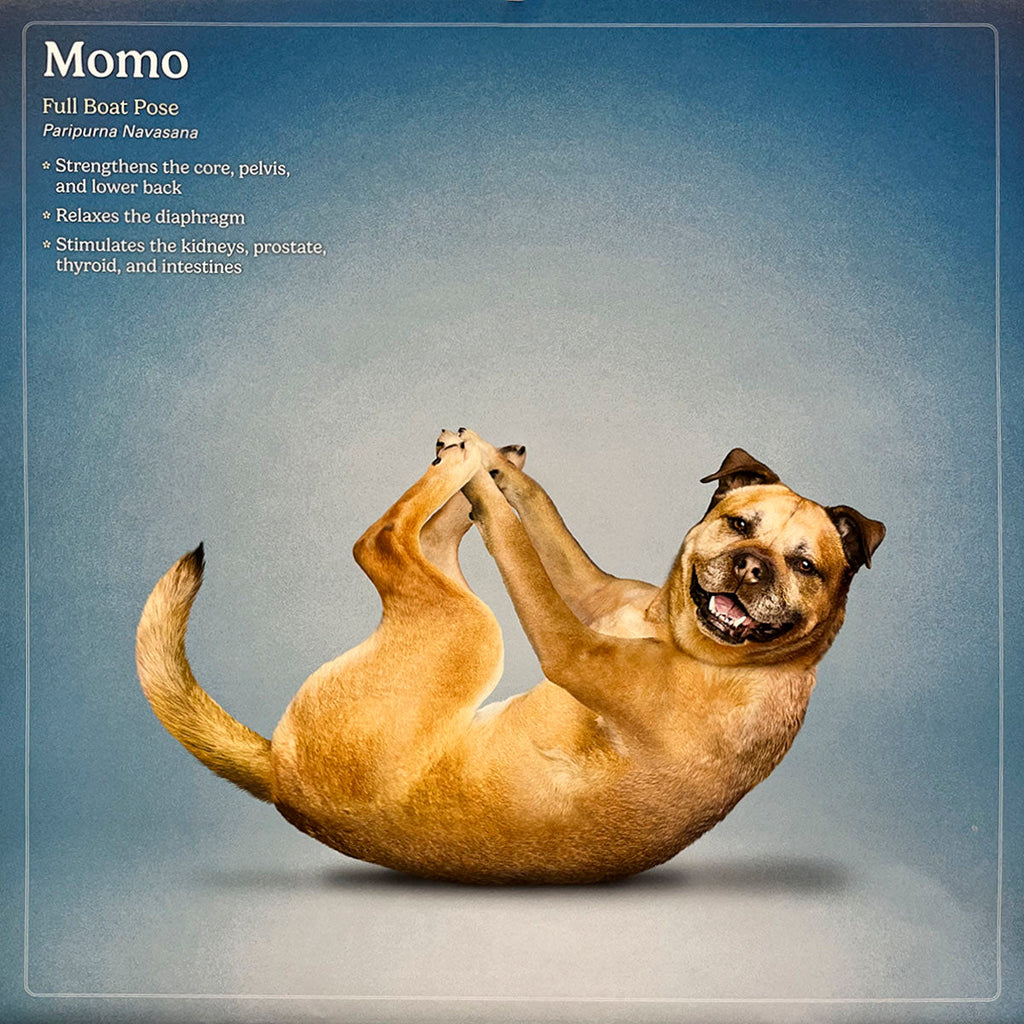 Happy brown Pug mix dog named Momo in Full Boat yoga pose, Paripurna Navasana, on a blue background, holding paws together. A playful dog yoga calendar image.