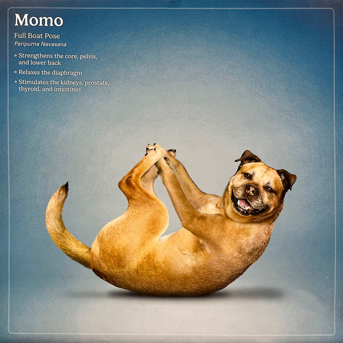 Happy brown Pug mix dog named Momo in Full Boat yoga pose, Paripurna Navasana, on a blue background, holding paws together. A playful dog yoga calendar image.