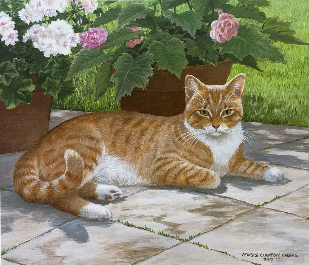 A contented orange and white tabby cat lying relaxed on a sunny stone patio, with large terracotta pots holding pink and white flowering plants in the background.