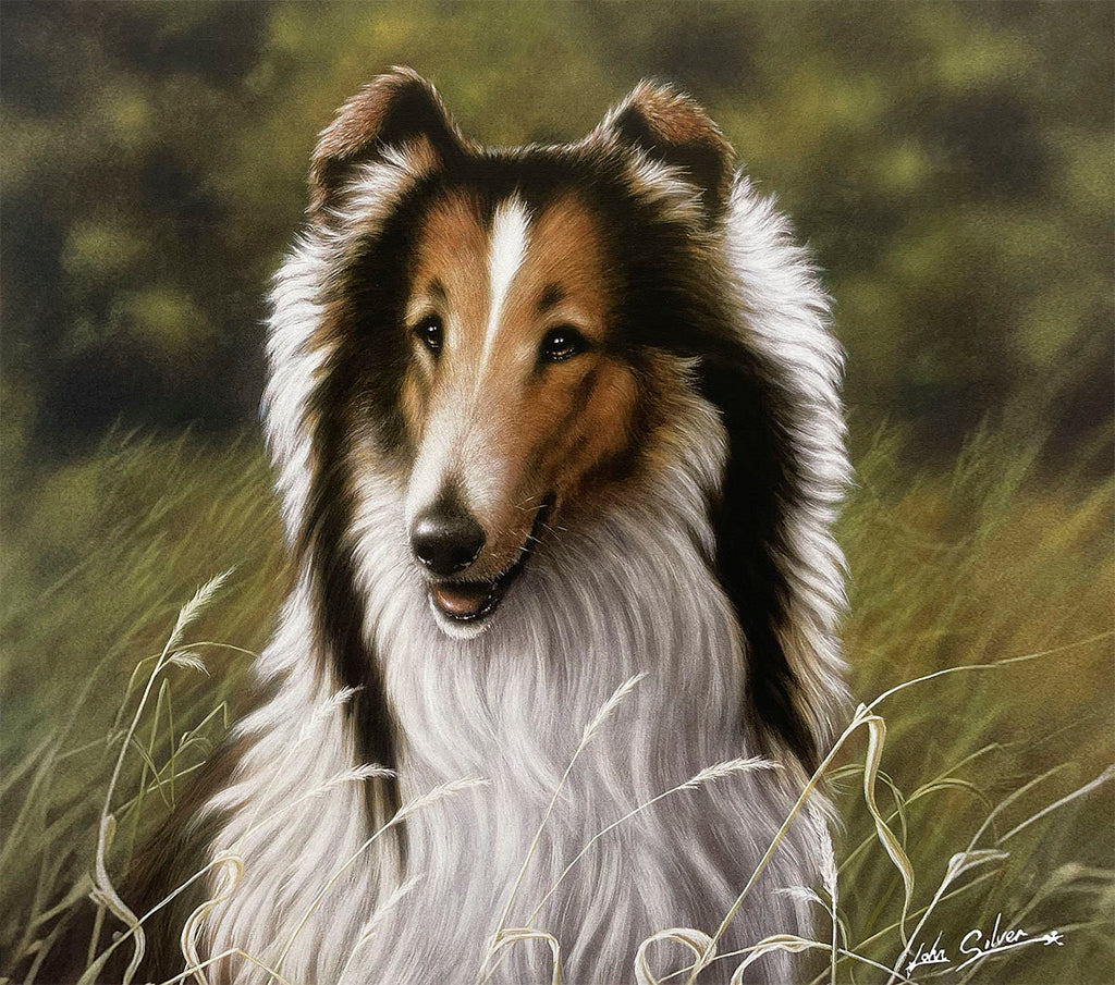 A beautiful Rough Collie portrait, featuring its distinctive long, fluffy brown, white, and sable coat, smiling gently while peeking through tall golden grass.
