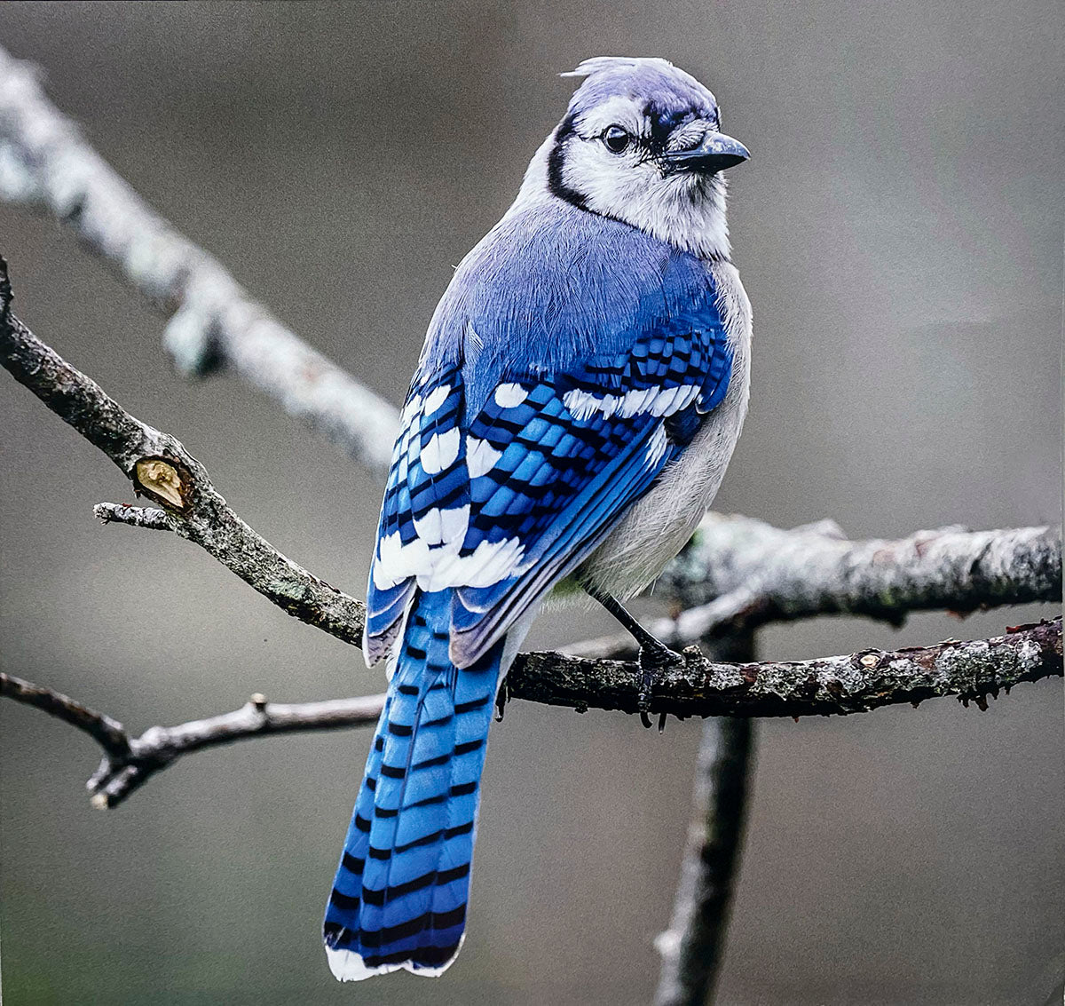 Beautiful blue Blue Jay bird with crest feathers perched on a mossy tree branch in natural light.