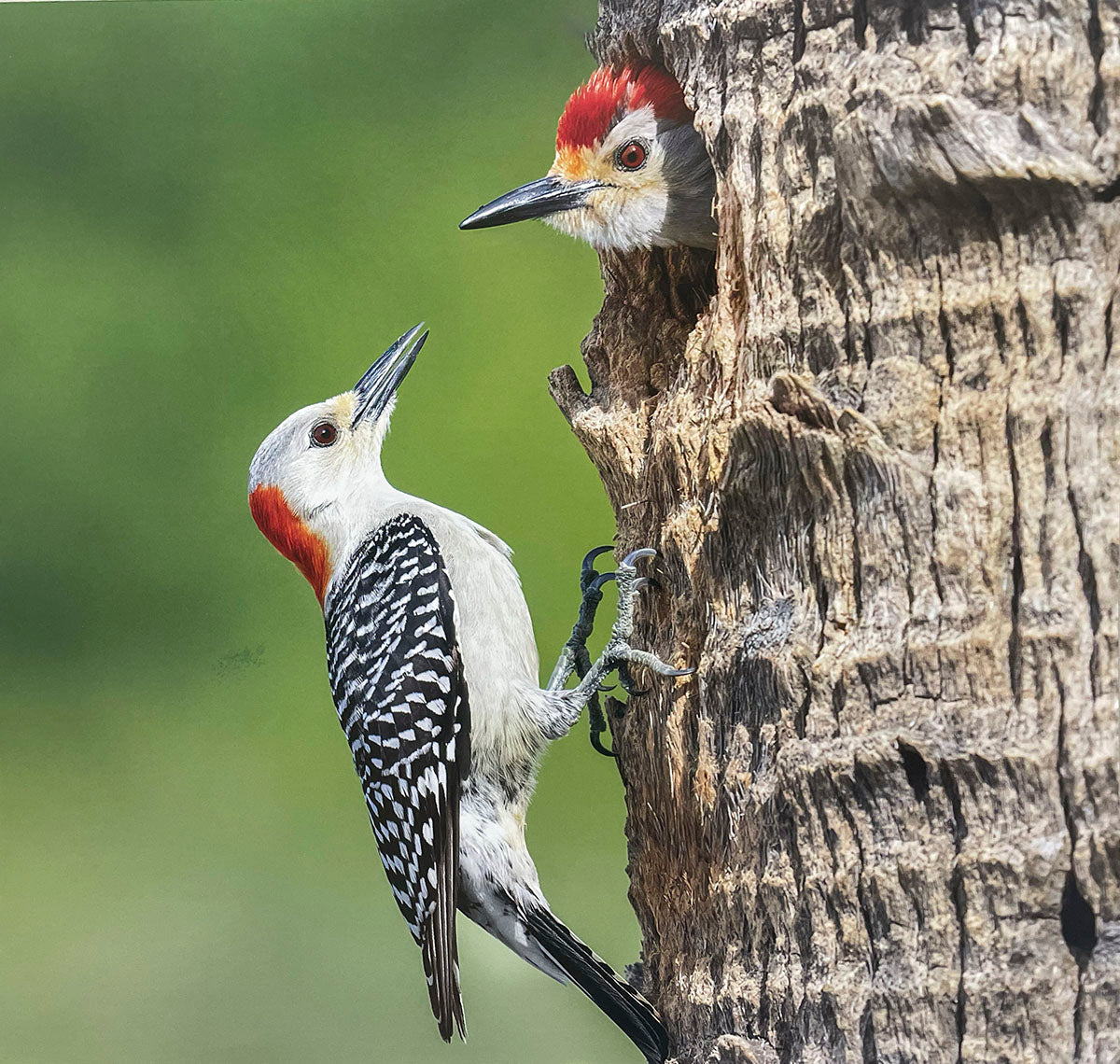 Two Red-bellied Woodpeckers at a tree nest cavity, one looking out, the other clinging to the trunk.