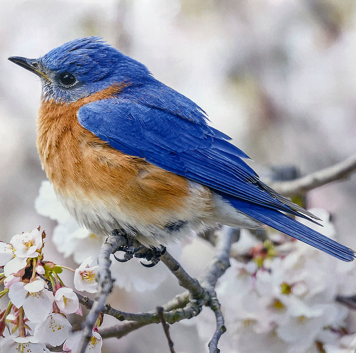 Colorful Eastern Bluebird with bright blue and rusty orange feathers, perched amidst delicate white cherry blossoms.