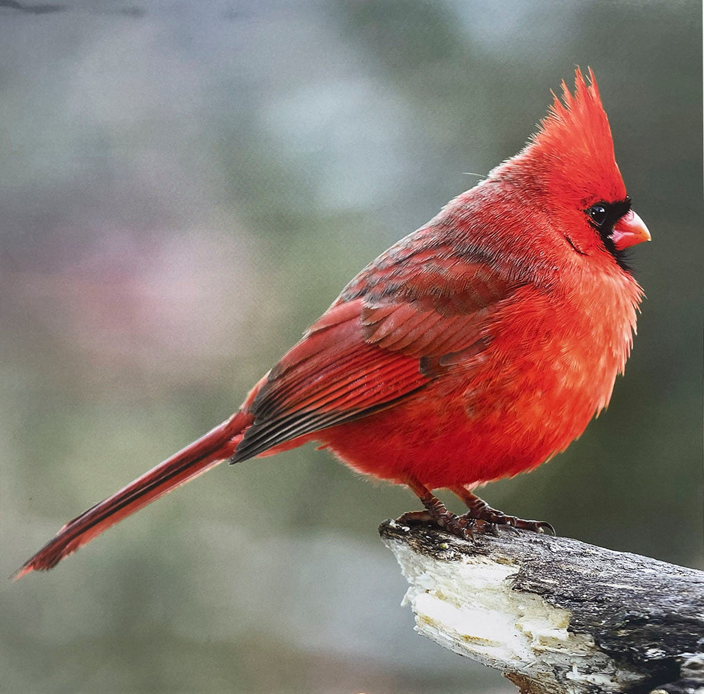 Striking male Northern Cardinal with vivid red plumage and black face mask, perched on a rustic log.
