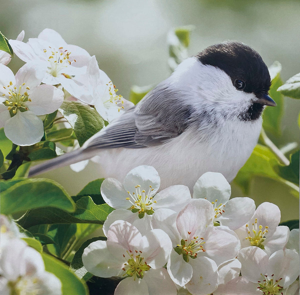 Small, cute Marsh Tit or similar black-capped chickadee-like bird nestled among white spring blossoms.