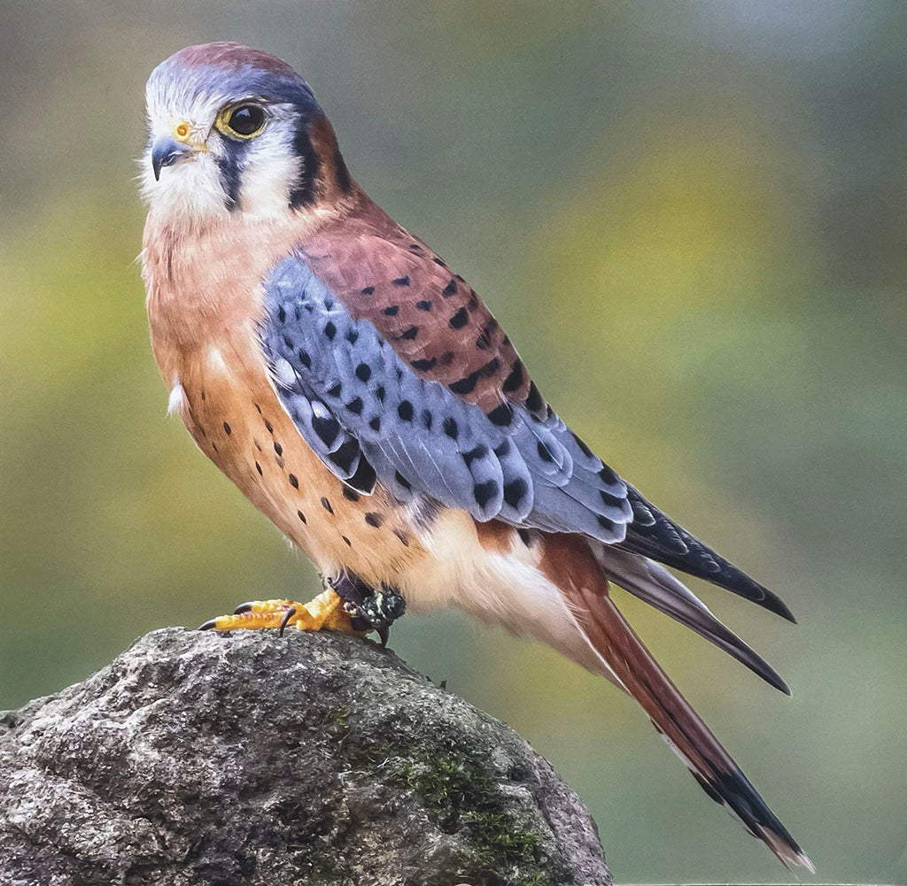 An American Kestrel, a small falcon, displaying its intricate patterns of reddish-brown, blue-gray, and spotted feathers, perched on a rock.