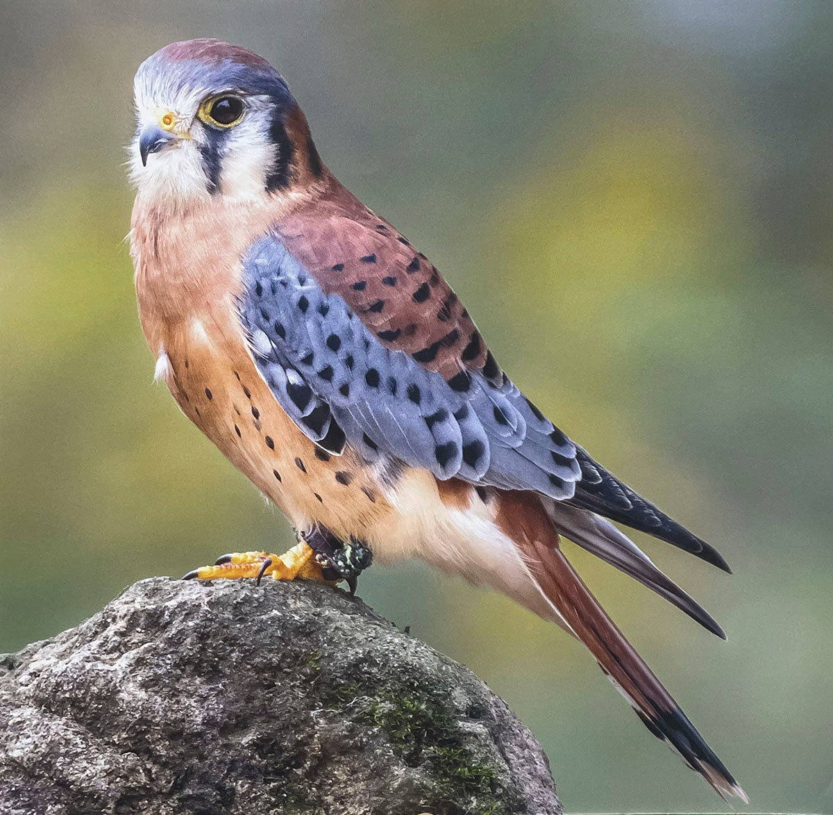 An American Kestrel, a small falcon, displaying its intricate patterns of reddish-brown, blue-gray, and spotted feathers, perched on a rock.