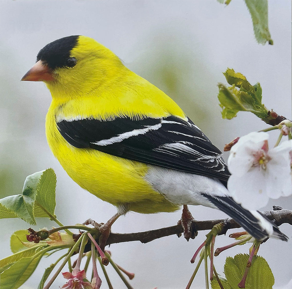 Bright yellow American Goldfinch with black wings and cap, perched on a branch with green leaves and small white flowers.