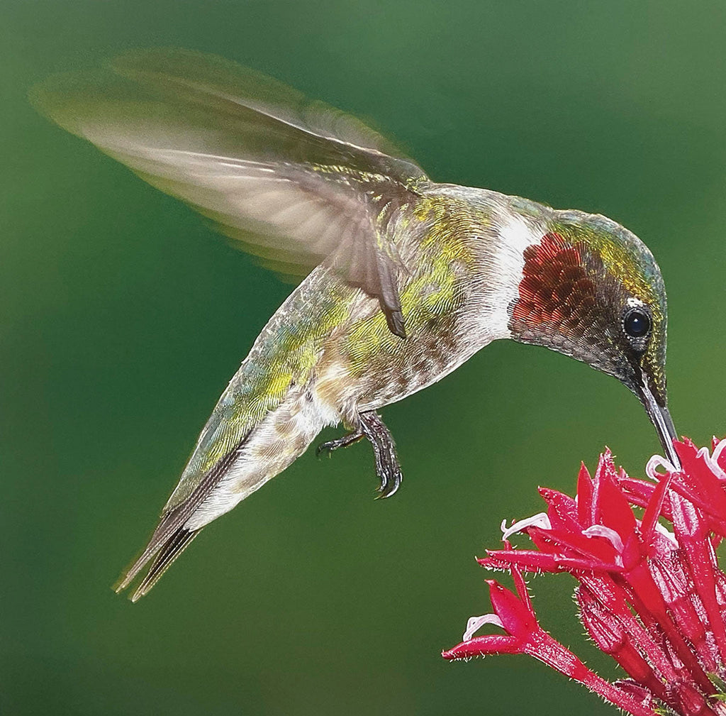 Ruby-throated Hummingbird with iridescent green and red throat feathers, hovering while feeding nectar from a vibrant red tubular flower.