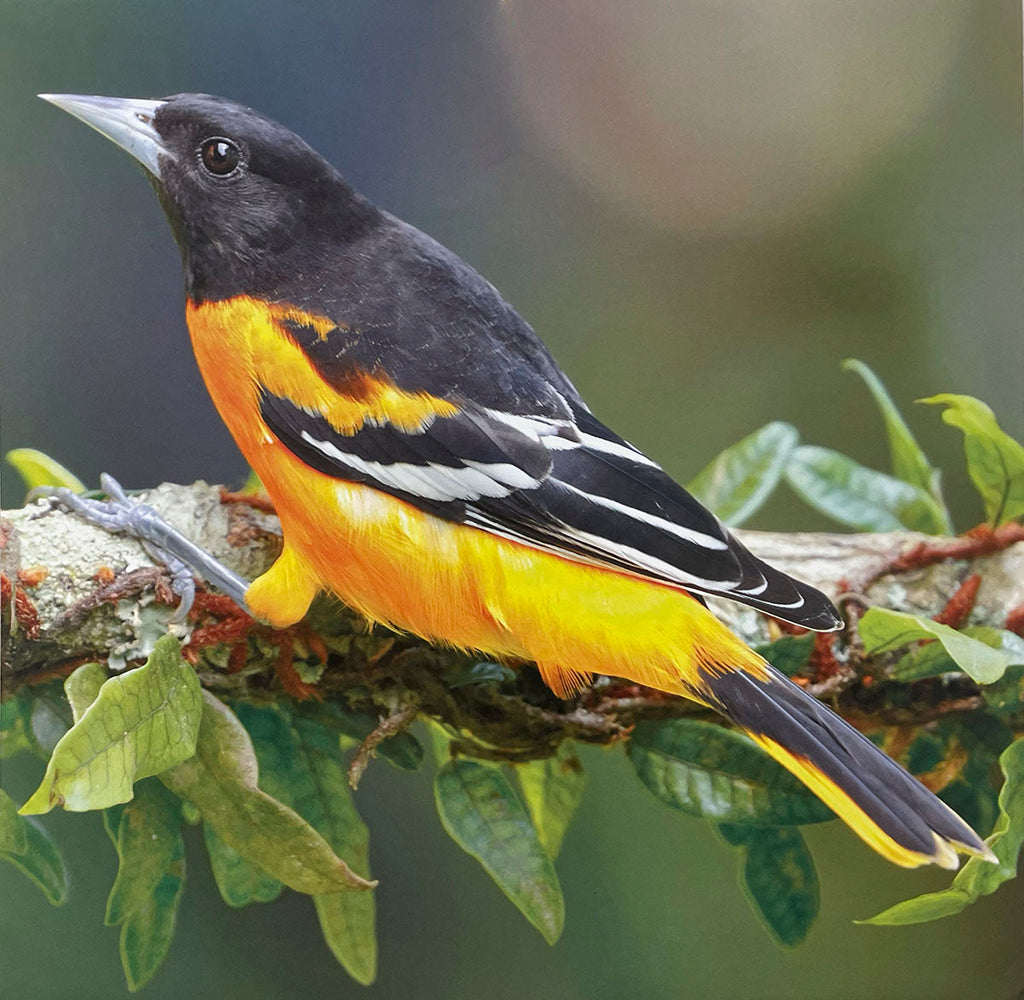A Baltimore Oriole, strikingly colored with bright orange underparts and a black back and head, perched on a leafy branch.