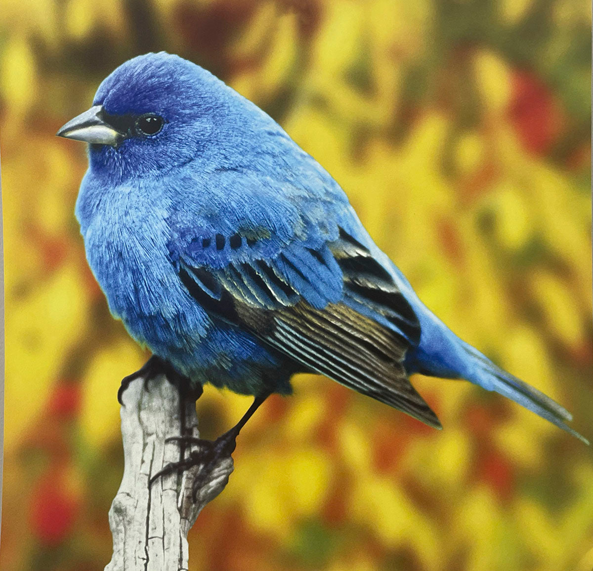 Stunning Indigo Bunting bird with rich blue feathers, contrasting against a soft yellow and orange autumn background.