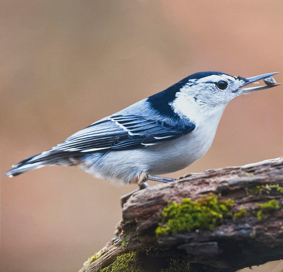 A White-breasted Nuthatch, characterized by its gray back and white underparts with a black eye stripe, holding a seed in its beak on a mossy log.
