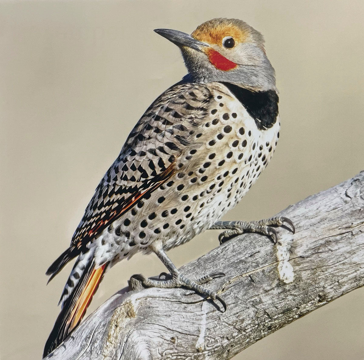Elegant Northern Flicker woodpecker with spotted breast and red markings, perched on a weathered tree branch.