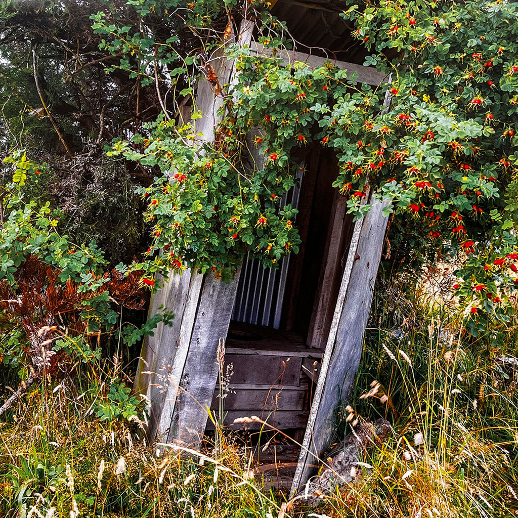 December 2026 calendar image: A rustic wooden outhouse, heavily overgrown with green foliage and red berries, nestled among tall grasses and trees, offering a peek inside.