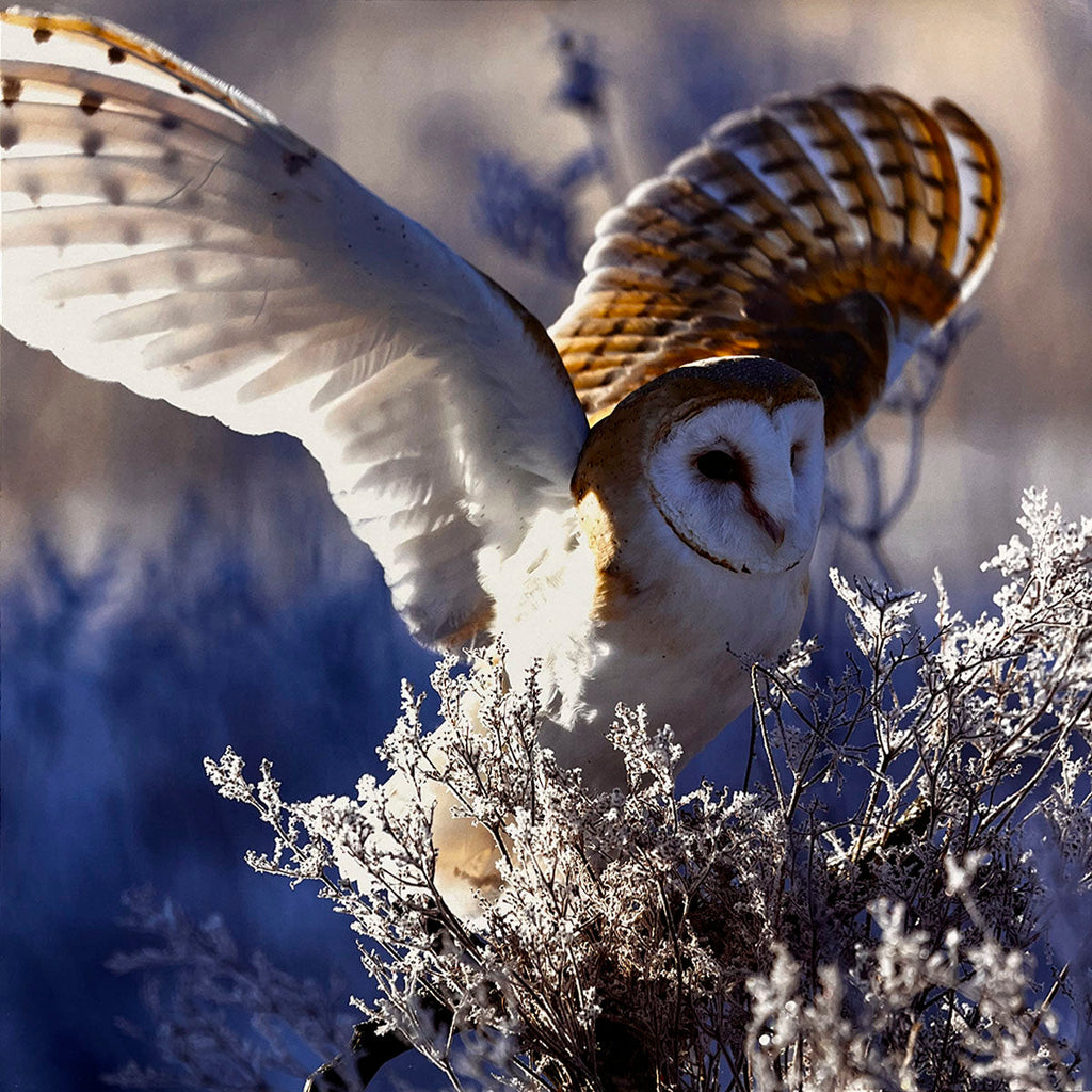 Majestic Barn Owl (Tyto alba) in flight with outstretched wings over frosty winter branches, depicting a sense of freedom and cold wilderness.
