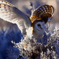 Majestic Barn Owl (Tyto alba) in flight with outstretched wings over frosty winter branches, depicting a sense of freedom and cold wilderness.