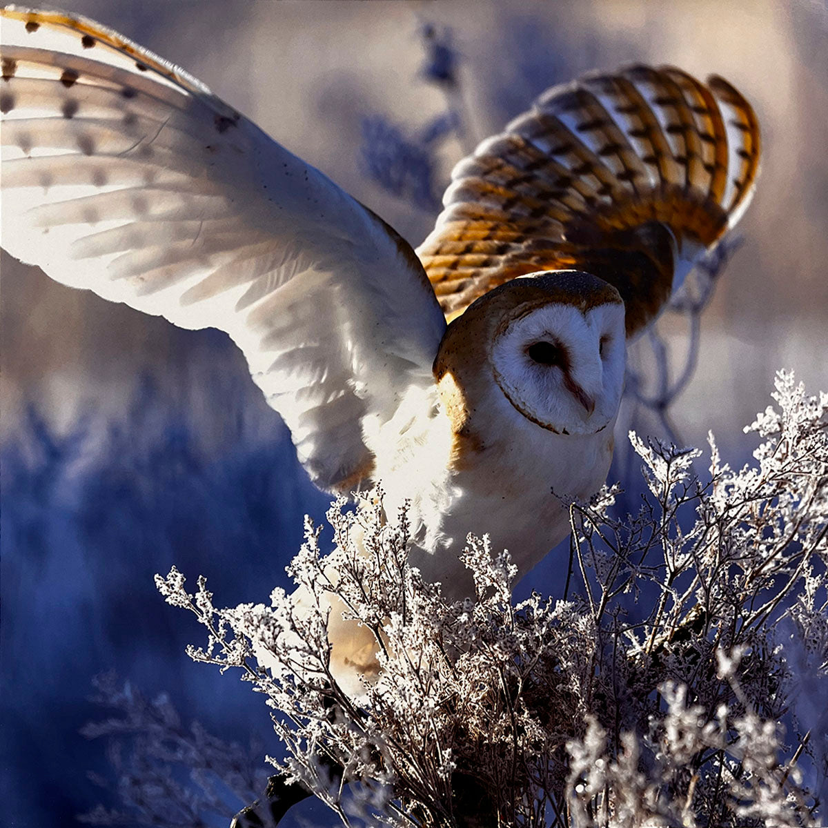 Majestic Barn Owl (Tyto alba) in flight with outstretched wings over frosty winter branches, depicting a sense of freedom and cold wilderness.