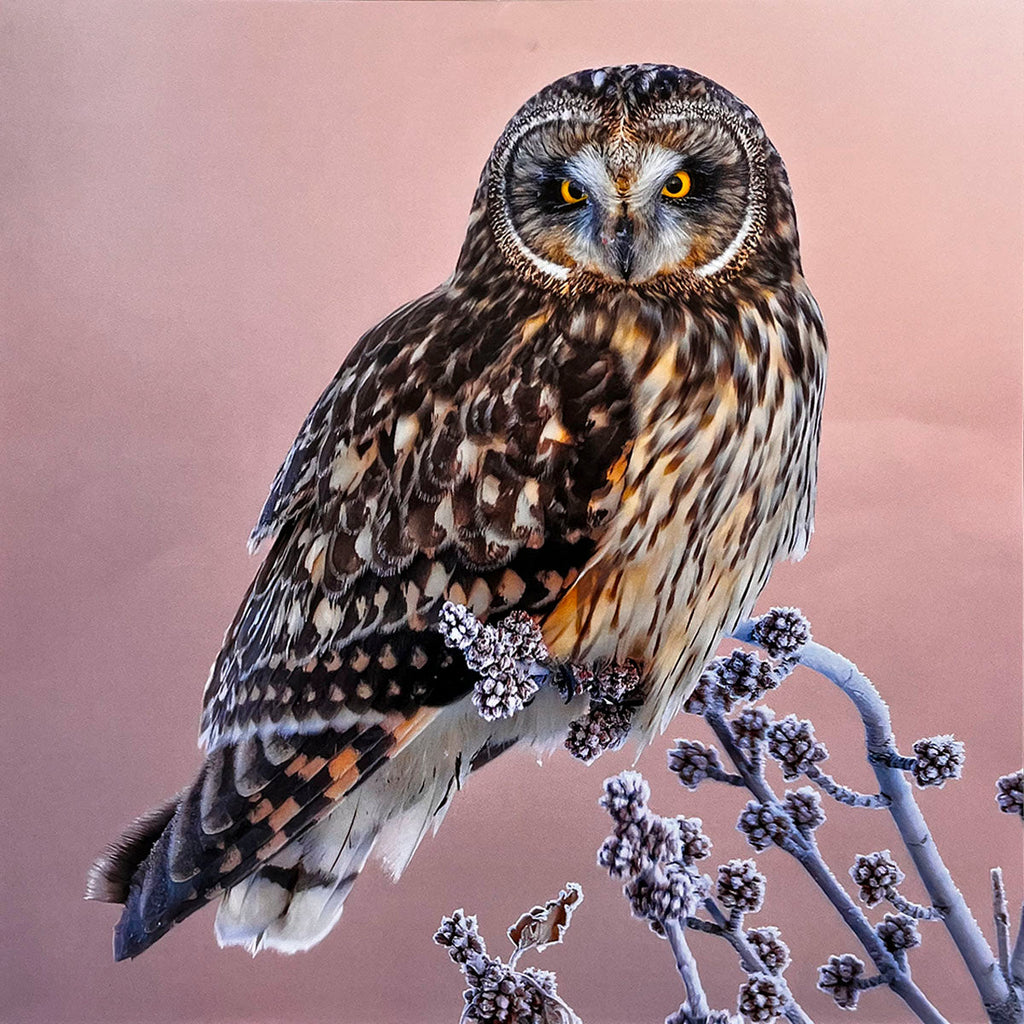 Alert Short-eared Owl (Asio flammeus) with bright yellow eyes perched on a frost-covered branch against a soft pink sky, showcasing its unique plumage.
