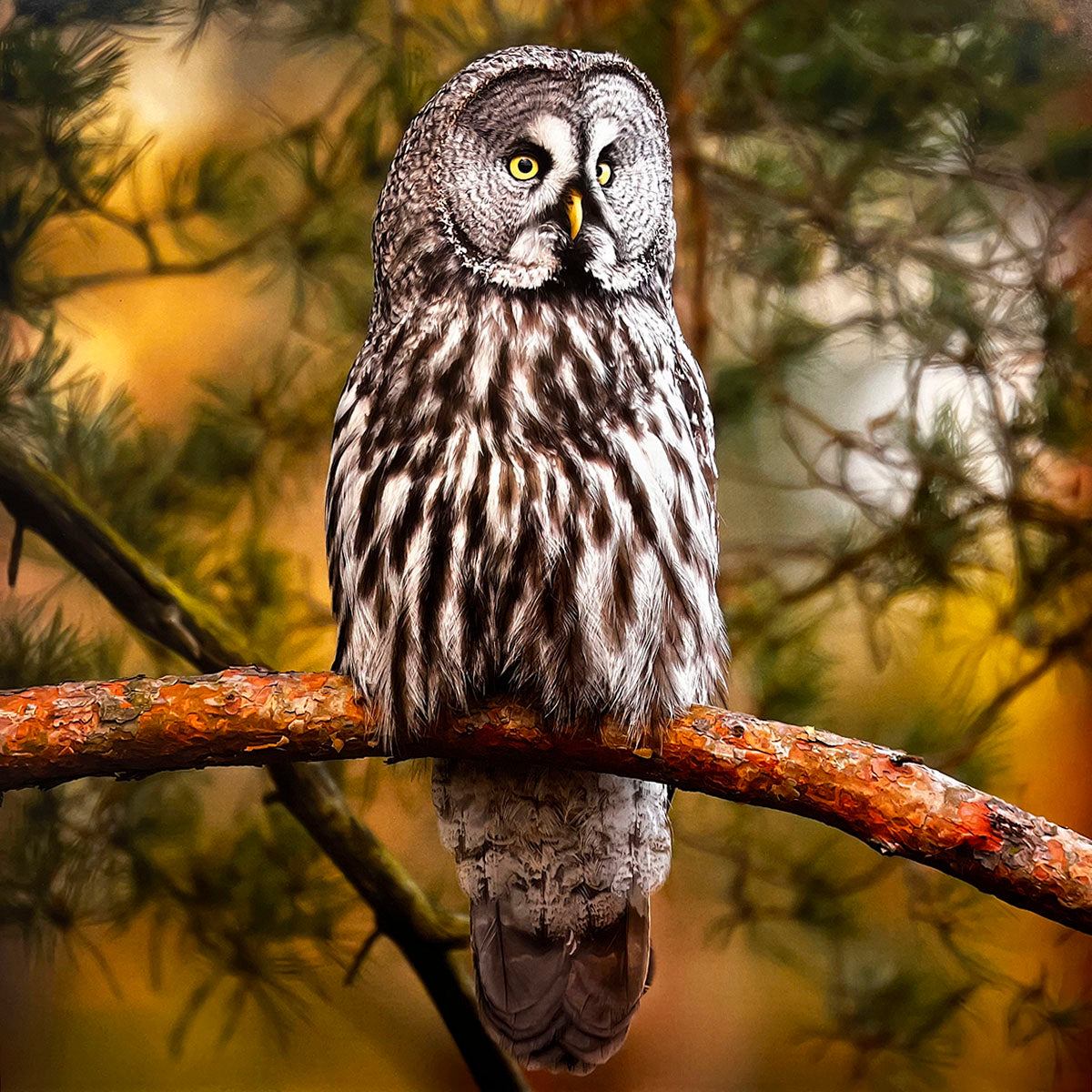 Wise Great Grey Owl (Strix nebulosa) with intense yellow eyes staring forward, perched on a textured tree branch amidst blurred forest foliage.