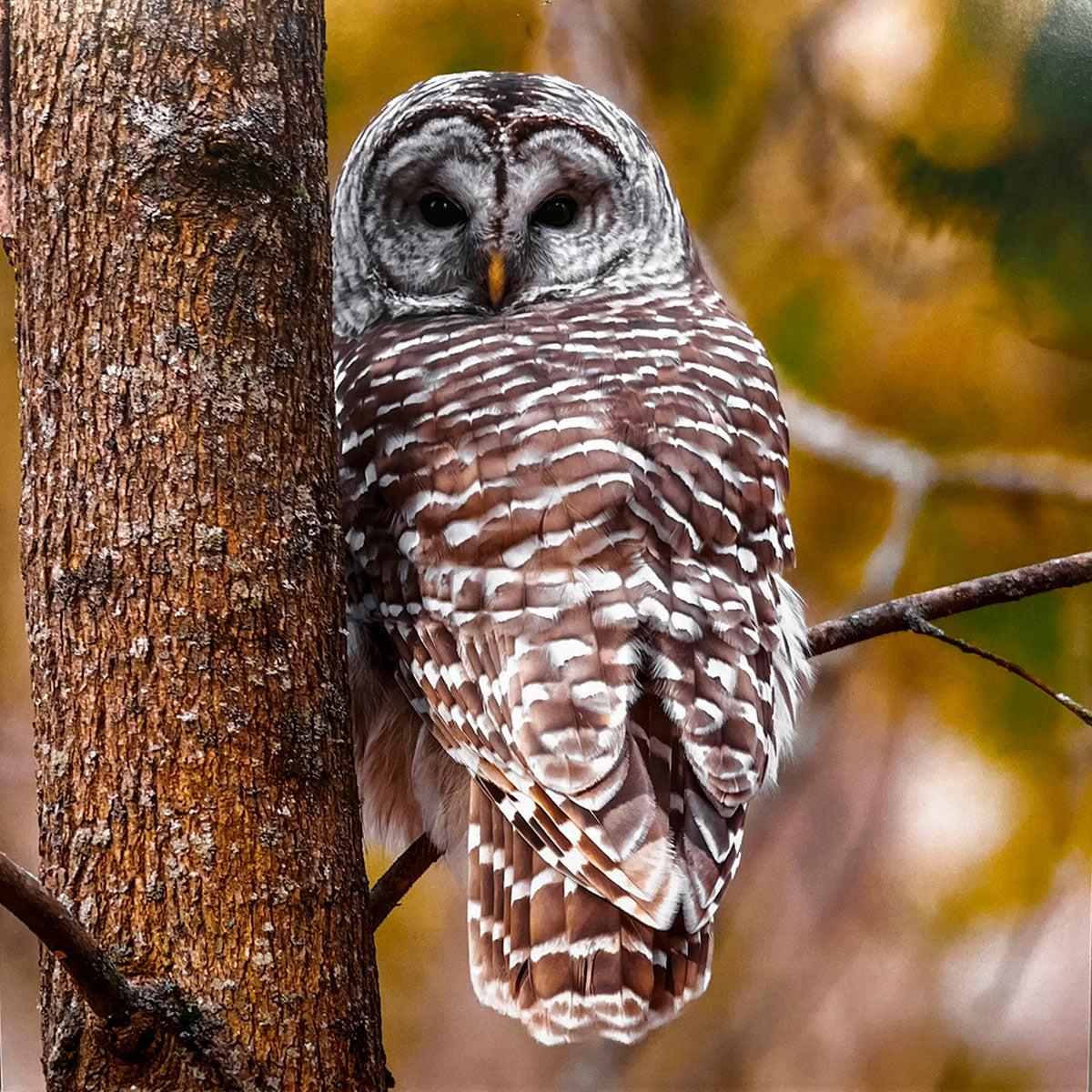 Intricate Barred Owl (Strix varia) with dark, soulful eyes peeking from behind a tree trunk, displaying its distinctive striped and spotted brown plumage.