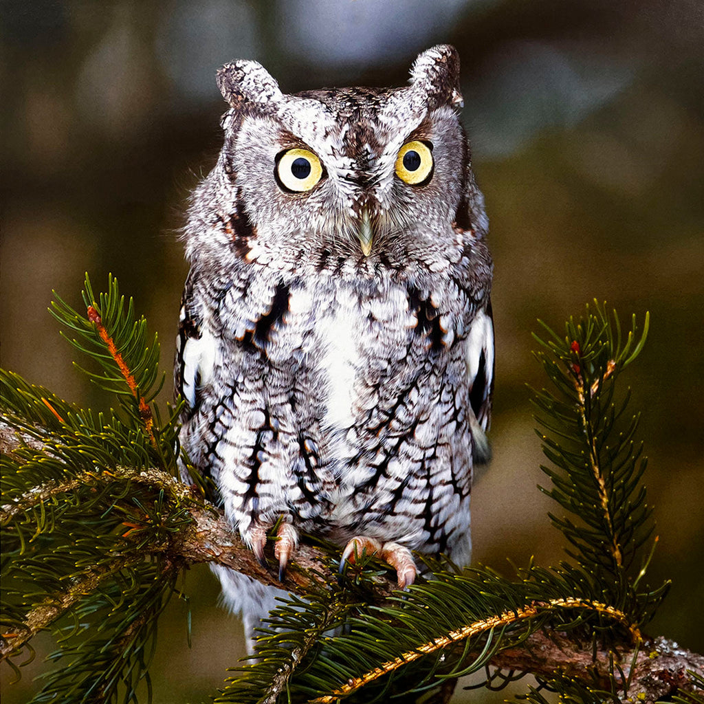 Camouflaged Eastern Screech Owl (Megascops asio) with large yellow eyes perched serenely on a pine branch, its mottled grey feathers blending with the surroundings.