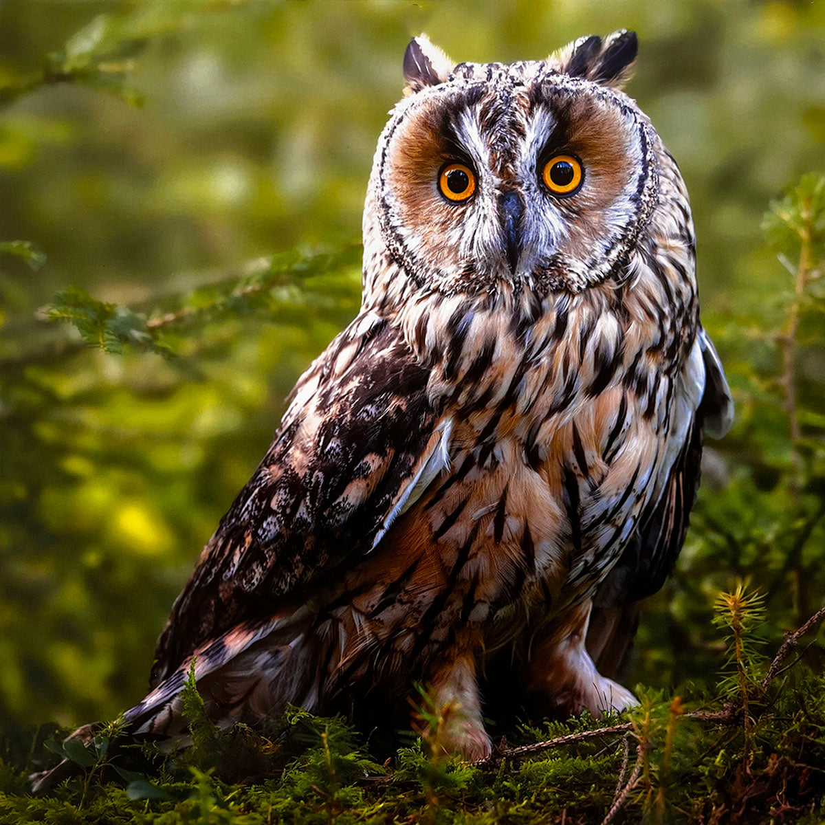 Elegant Long-eared Owl (Asio otus) with prominent ear tufts and piercing orange eyes, perched calmly in dense green forest foliage.