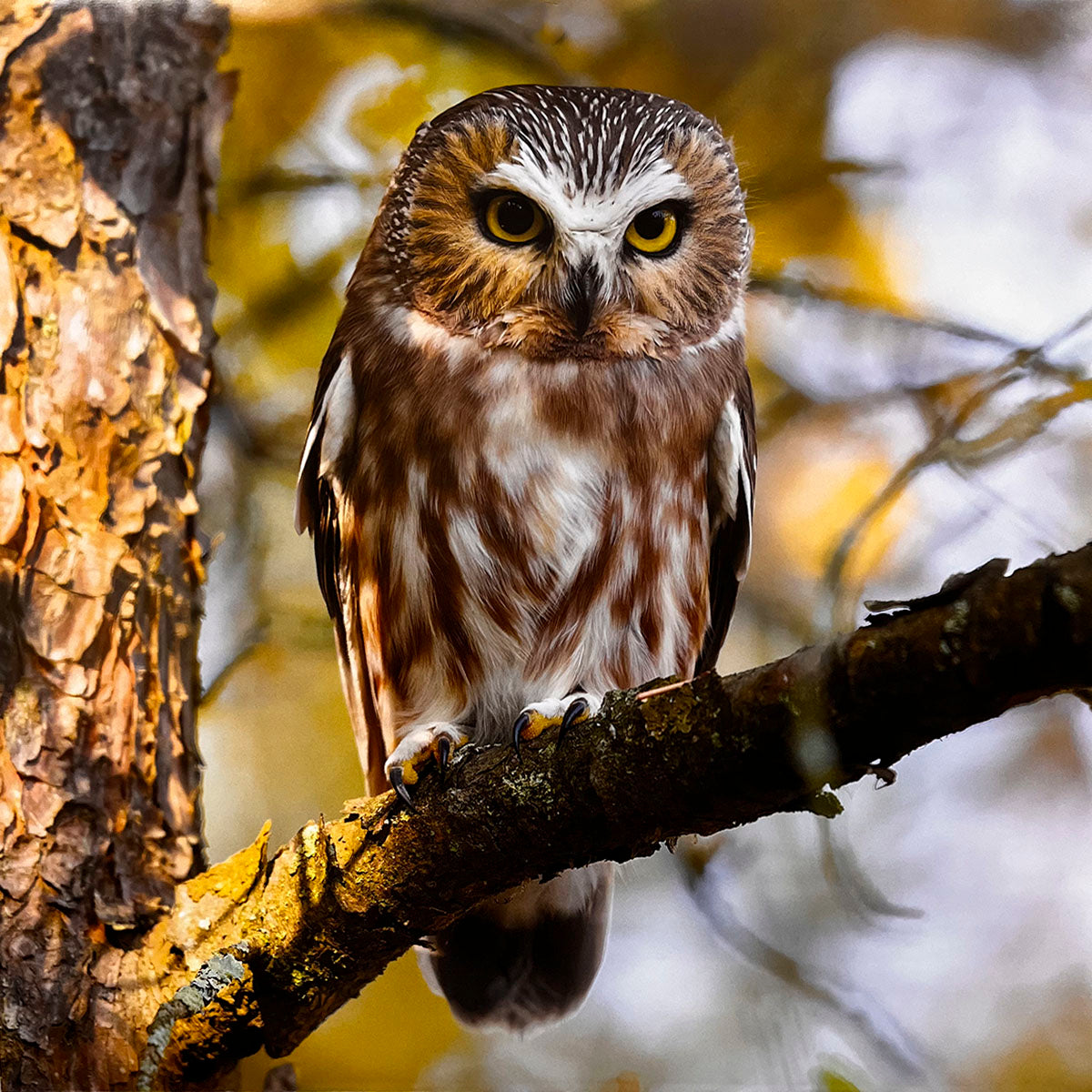 Small but fierce Northern Saw-whet Owl (Aegolius acadicus) with bright yellow eyes, perched on a branch in warm autumn light, appearing alert and watchful.