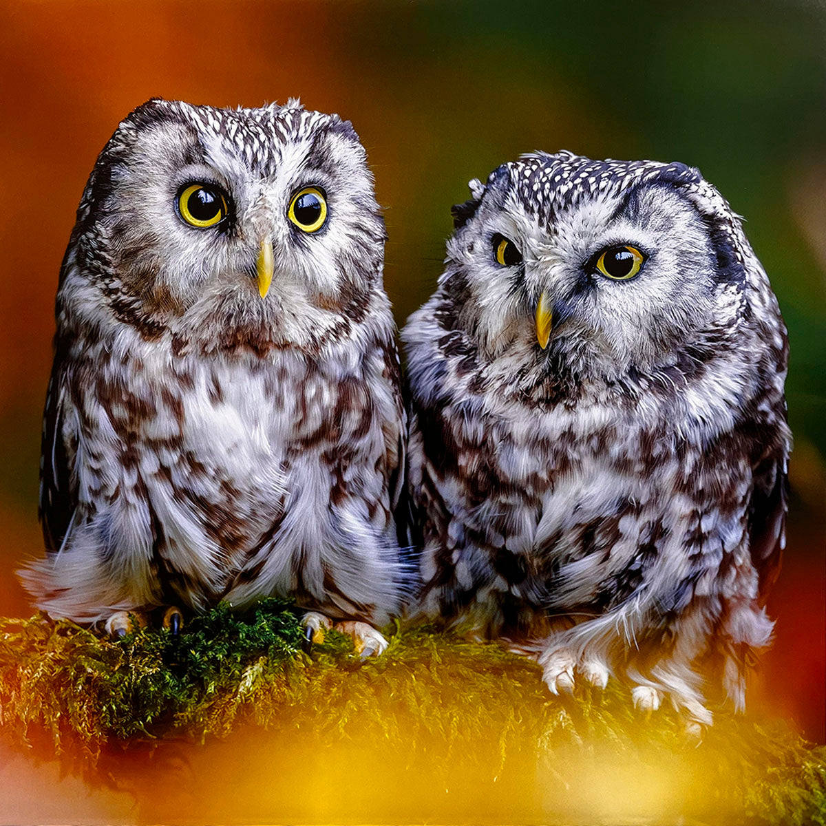 Pair of fluffy Boreal Owls (Aegolius funereus) with large yellow eyes and distinct facial disks, perched together on a moss-covered log in a forest setting.