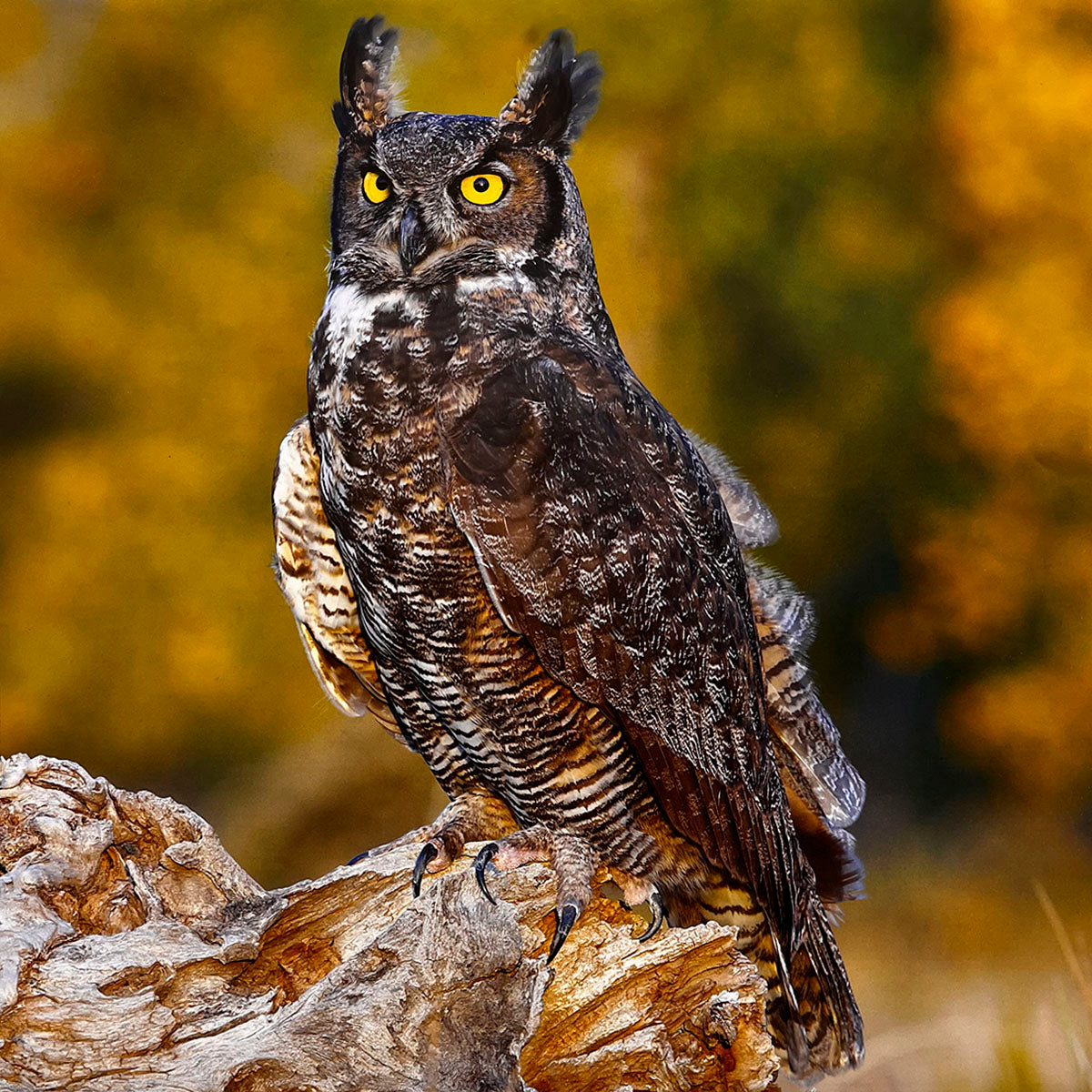 Imposing Great Horned Owl (Bubo virginianus) with characteristic ear tufts and intense yellow eyes, perched powerfully on a weathered tree stump against a warm autumn backdrop.