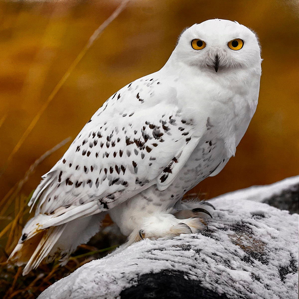 Stunning Snowy Owl (Bubo scandiacus) with pure white plumage speckled with black markings and piercing yellow eyes, standing majestically on a snow-covered rock.