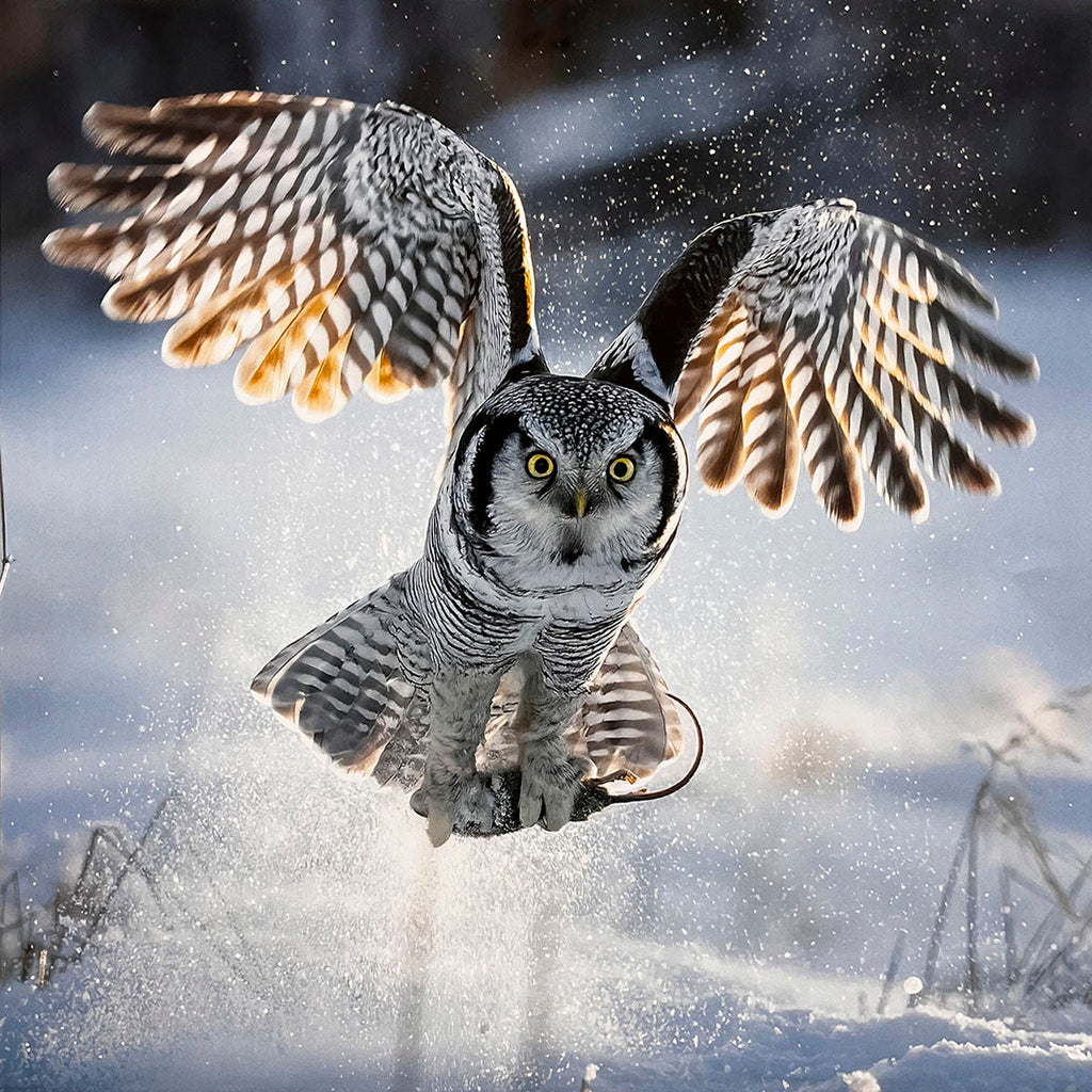 Dynamic Northern Hawk-Owl (Surnia ulula) in mid-flight over a snowy landscape, wings powerfully spread, creating a splash of snow as it takes off.