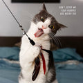 Funny cat calendar image featuring a grey and white cat with its tongue sticking out, playfully batting a feather toy. Caption reads 'Don't judge me... your hobbies are weird too.'